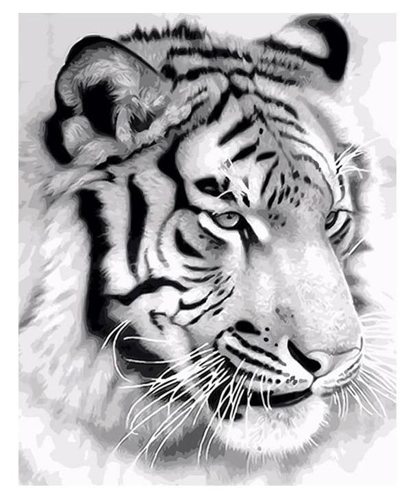 Black & White Tiger - Painting By Numbers Kit