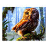 Cute Baby Owl - Painting by Numbers Kit